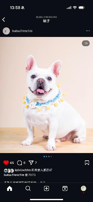 bubu.frenchie