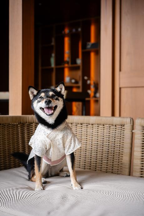 bubu.shibaaa